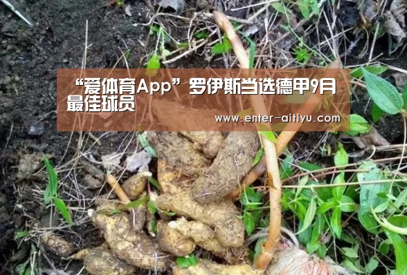 “爱体育App”罗伊斯当选德甲9月最佳球